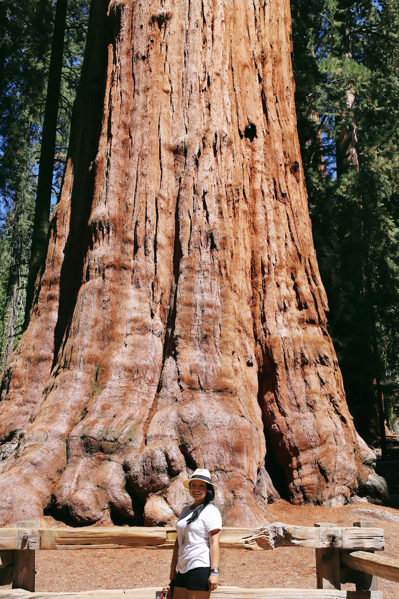 Sequoia National Park, CA Road trip, PNW